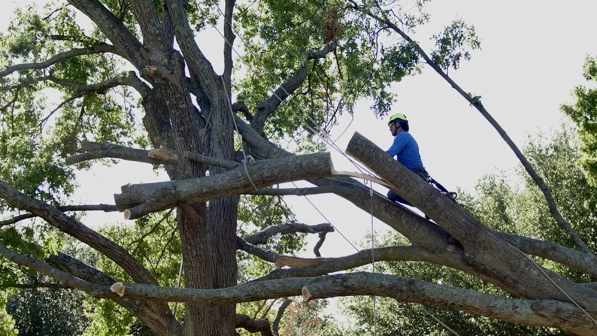 Professional Crown Thinning performed by certified arborists in Norris