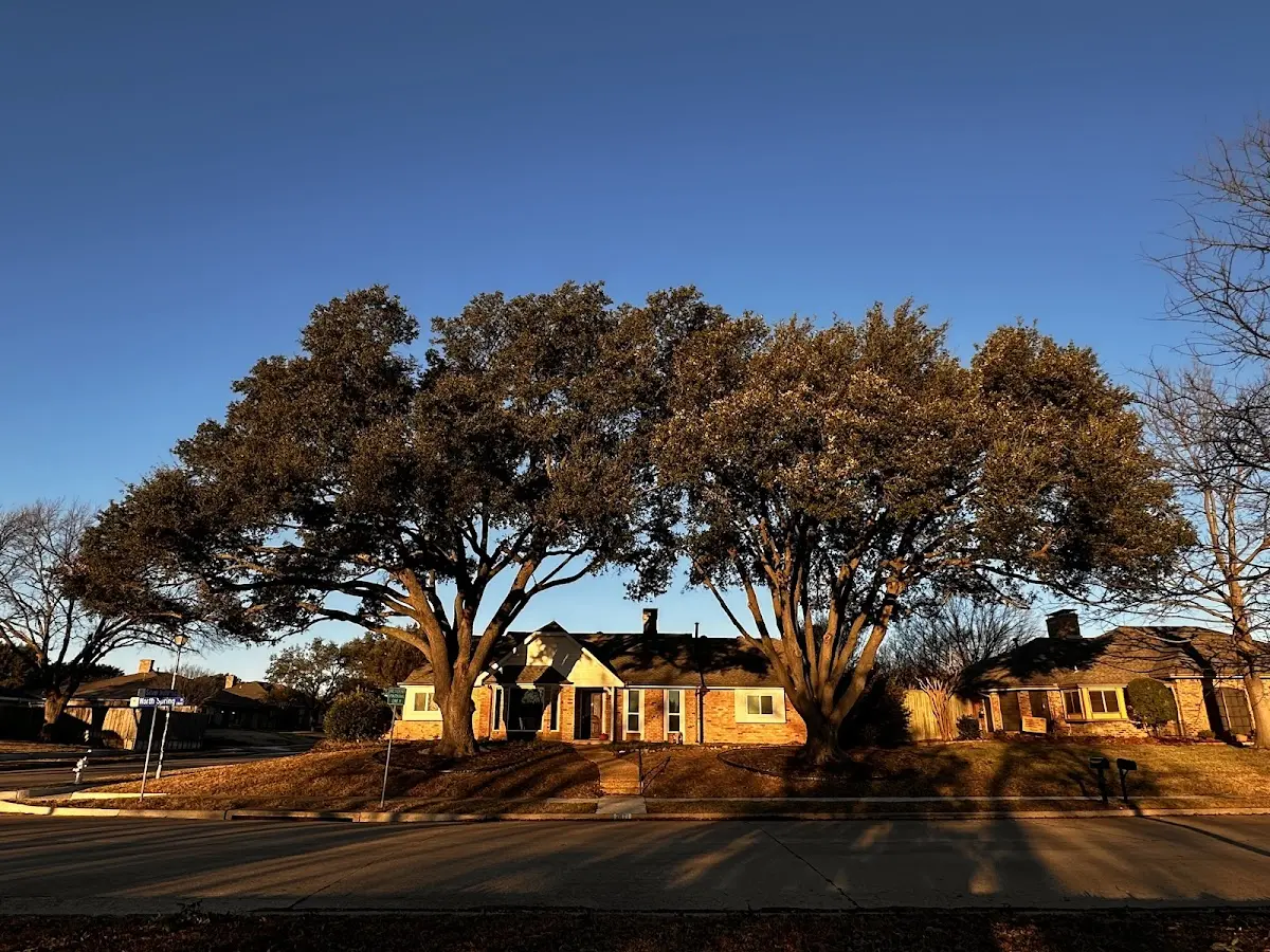 Established residential canopy tree shading a home in Norris