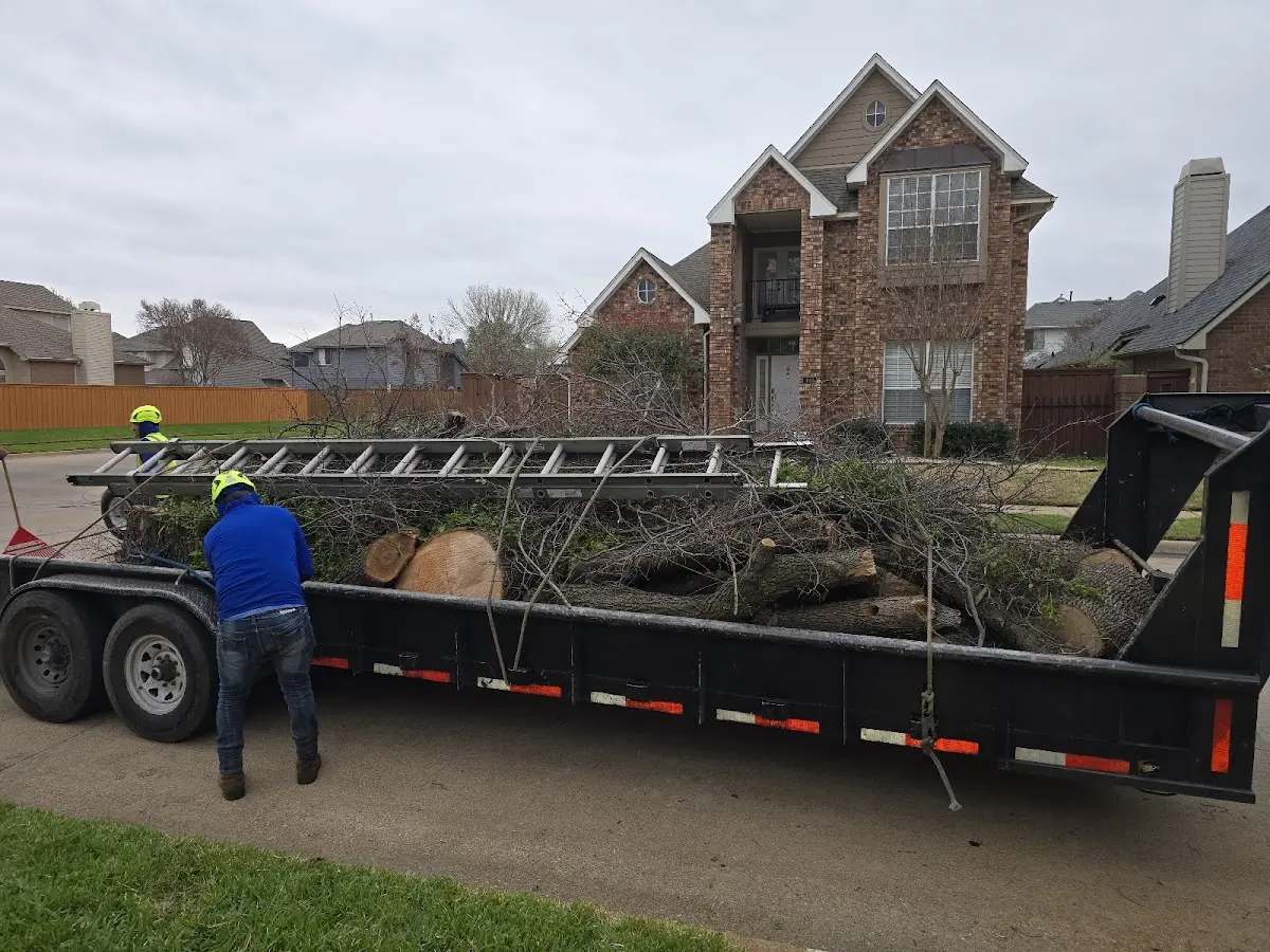 Expert Tree Removal with proper safety equipment in Norris